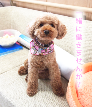 募集要項
